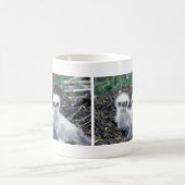 Weißkopfseeadler-Küken Kaffeetasse (Mittel)