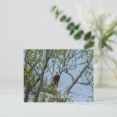 Weißkopfseeadler Lächeln Postkarte (Stehend Vorderseite)