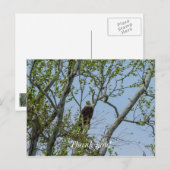Weißkopfseeadler Lächeln Postkarte (Vorne/Hinten)