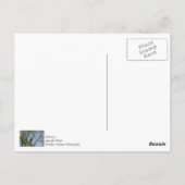 Weißkopfseeadler Lächeln Postkarte (Rückseite)