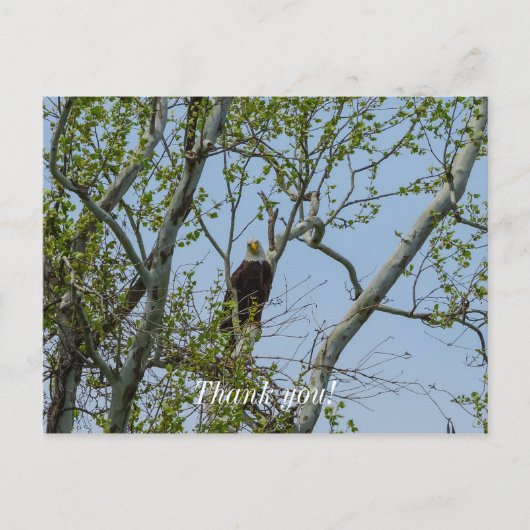 Weißkopfseeadler Lächeln Postkarte (Vorderseite)