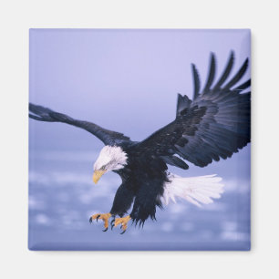 Weißkopfseeadler landet mit ausgebreiteten Flügeln Magnet