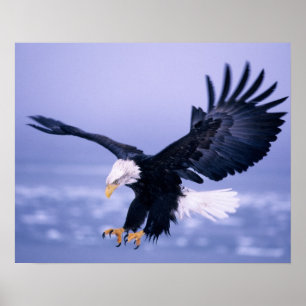 Weißkopfseeadler landet mit ausgebreiteten Flügeln Poster