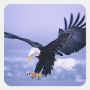 Weißkopfseeadler landet mit ausgebreiteten Flügeln Quadratischer Aufkleber