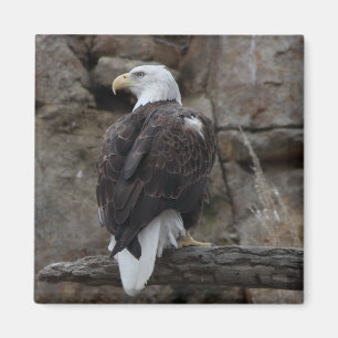 Weißkopfseeadler Magnet