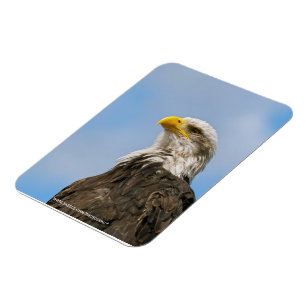 Weißkopfseeadler Magnet