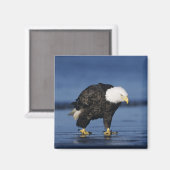 Weißkopfseeadler Magnet (Vorderseite/Rückseite)