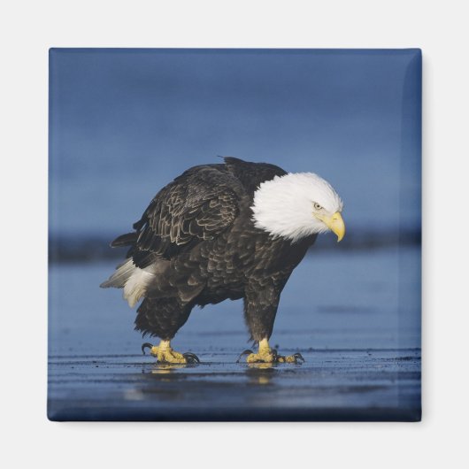 Weißkopfseeadler Magnet (Vorne)