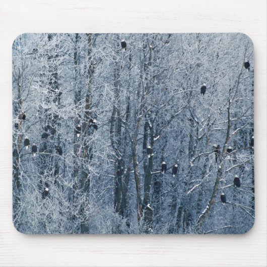 Weißkopfseeadler Mousepad (Vorne)