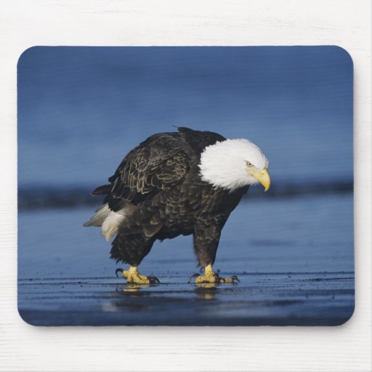 Weißkopfseeadler Mousepad (Vorne)