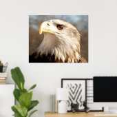 Weißkopfseeadler Nahaufnahme Poster (Heimbüro)