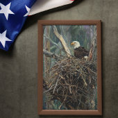 Weißkopfseeadler-Nest-Waldkunst Poster