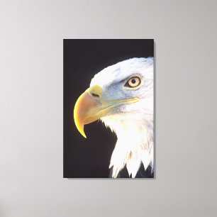 Weißkopfseeadler-Porträt, Haliaeetus leucocephalus Leinwanddruck