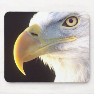 Weißkopfseeadler-Porträt, Haliaeetus leucocephalus Mousepad
