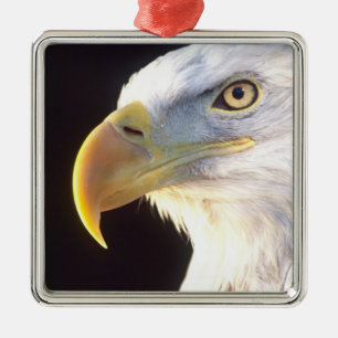 Weißkopfseeadler-Porträt, Haliaeetus leucocephalus Silbernes Ornament