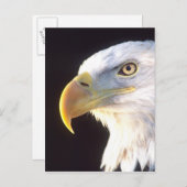 Weißkopfseeadler-Porträt, Haliaeetus Postkarte (Vorne/Hinten)