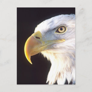 Weißkopfseeadler-Porträt, Haliaeetus Postkarte