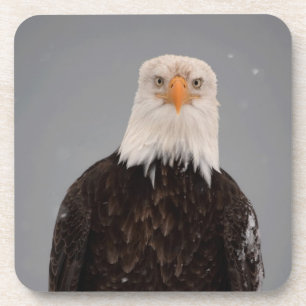 Weißkopfseeadler-Porträt im Schnee, Haliaeetus Untersetzer