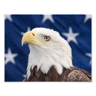 Weißkopfseeadler-Porträt mit Sternen Fotodruck