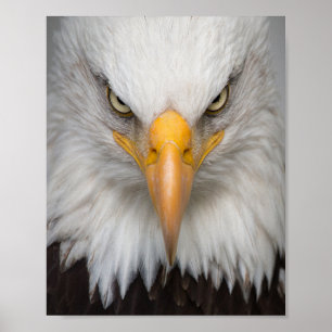 Weißkopfseeadler Poster