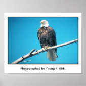 Weißkopfseeadler Poster (Vorne)