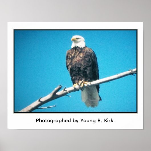 Weißkopfseeadler Poster (Vorne)