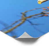 Weißkopfseeadler Poster (Ecke)