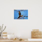 Weißkopfseeadler Poster (Küche)