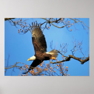 Weißkopfseeadler Poster
