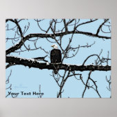 Weißkopfseeadler Poster (Vorne)
