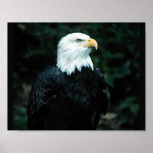 Weißkopfseeadler Poster