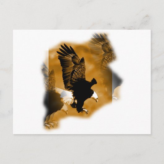 Weißkopfseeadler Postkarte (Vorderseite)