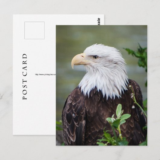 Weißkopfseeadler Postkarte (Vorne/Hinten)