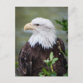 Weißkopfseeadler Postkarte (Vorderseite)