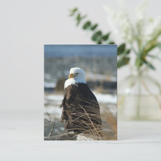 Weißkopfseeadler Postkarte (Stehend Vorderseite)