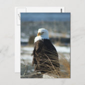 Weißkopfseeadler Postkarte (Vorne/Hinten)