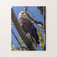 Weißkopfseeadler-Puzzlespiel