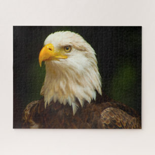 Weißkopfseeadler Raubvogel. Puzzle
