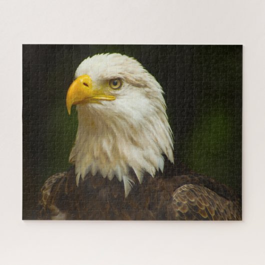 Weißkopfseeadler Raubvogel. Puzzle (Horizontal)
