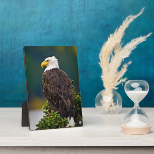 Weißkopfseeadler sitzend fotoplatte