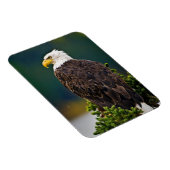Weißkopfseeadler sitzend magnet (Rechte Seite)
