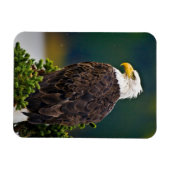 Weißkopfseeadler sitzend magnet (Horizontal)