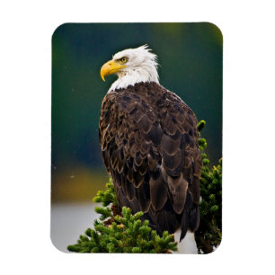 Weißkopfseeadler sitzend magnet