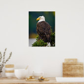 Weißkopfseeadler sitzend poster (Küche)