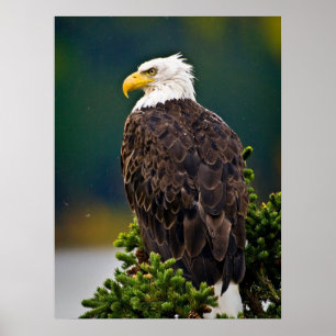 Weißkopfseeadler sitzend poster