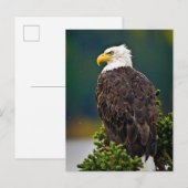 Weißkopfseeadler sitzend postkarte (Vorne/Hinten)