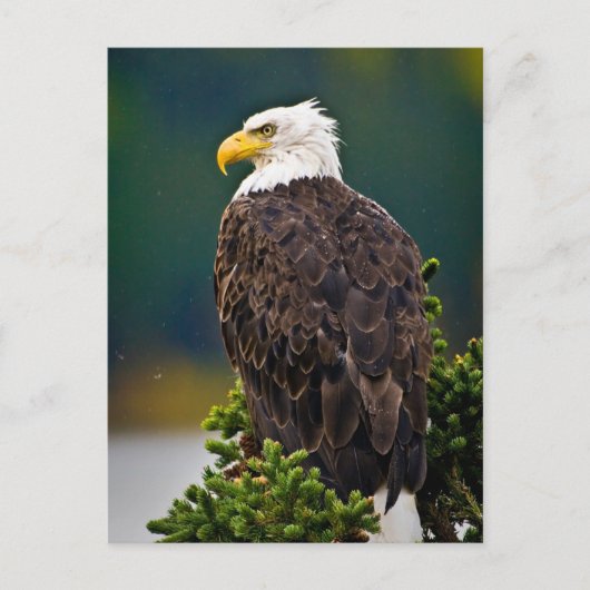 Weißkopfseeadler sitzend postkarte (Vorderseite)