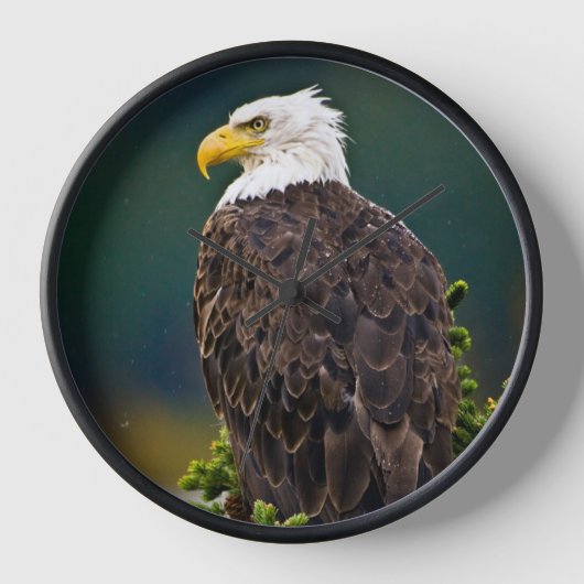 Weißkopfseeadler sitzend uhr (Vorderseite)