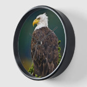 Weißkopfseeadler sitzend uhr (Winkel)
