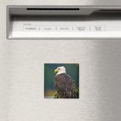 Weißkopfseeadler sitzt magnet (In Situ (Geschirrspüler))